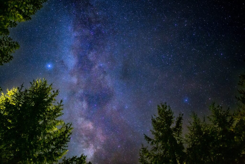 Star-filled night sky with the Milky Way visible, framed by dark evergreen trees in the foreground.